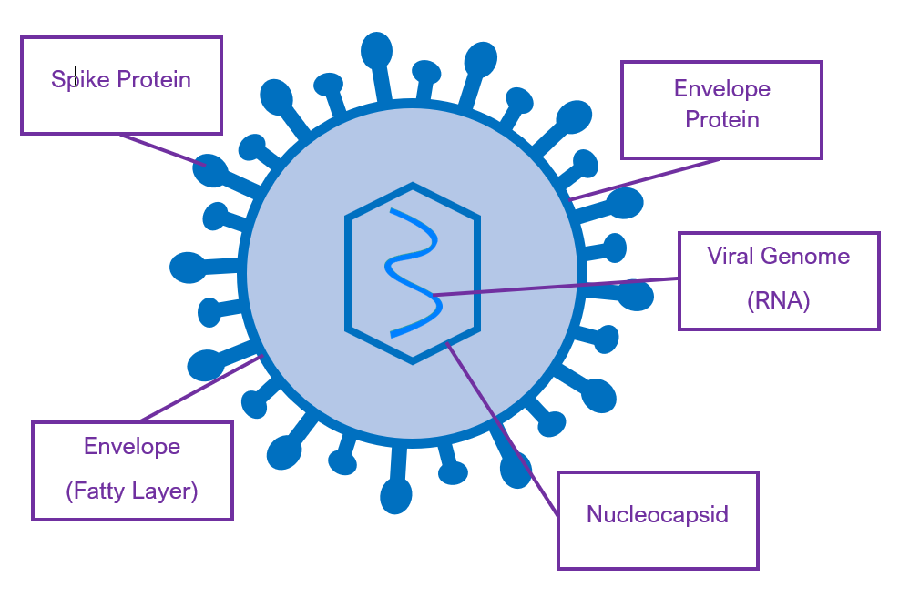 Corona Virus Diagram